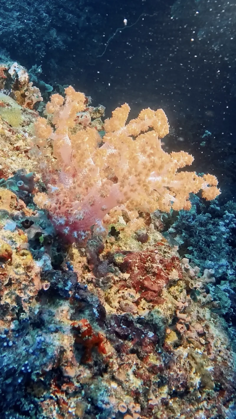 Dendronephthya