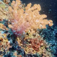 Dendronephthya